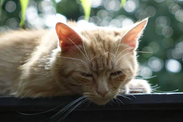 Nahaufnahme Der Niedlichen Rothaarigen Katze — Stockfoto