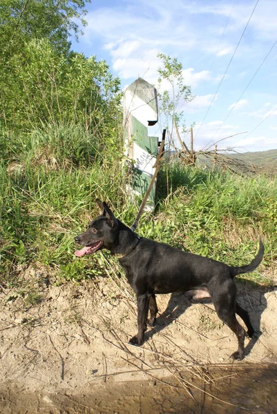 Чёрный Пес Вид Спереди — стоковое фото