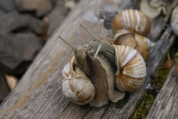 Colonie Escargots — Photo