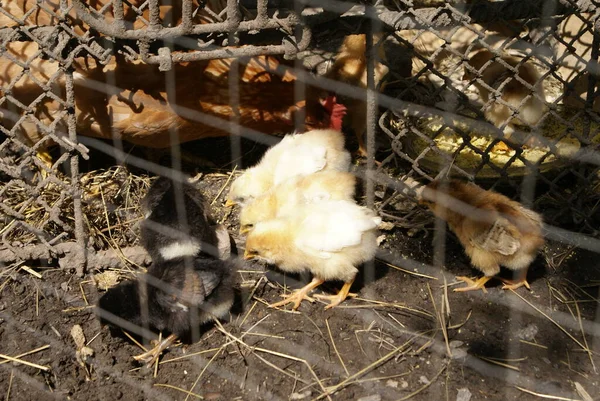 Poulets Dans Une Cage — Photo