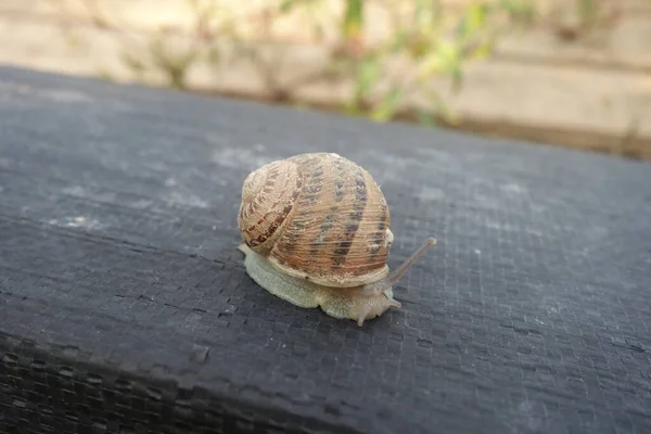 Kleine Slak Slakkenboerderij Transcarpathie — Stockfoto