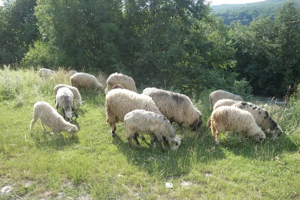 羊吃草 心绞痛 — 图库照片