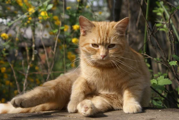 Nahaufnahme Der Niedlichen Rothaarigen Katze — Stockfoto