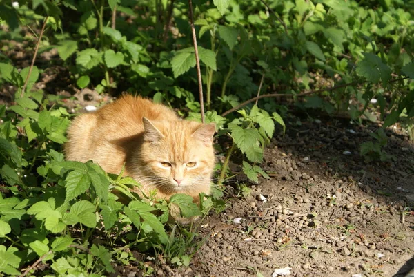 花园里的一只猫 — 图库照片