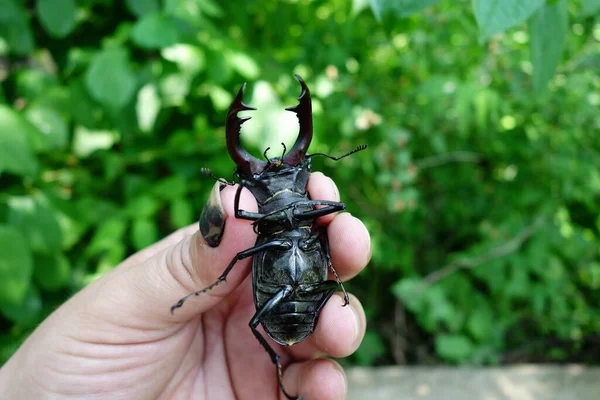 Scarabeo Europeo Transcarpatia Vista Vicino — Foto Stock