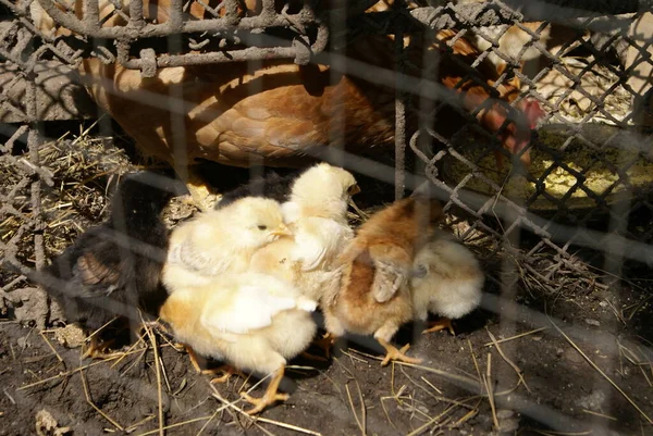 Poulets Dans Une Cage — Photo