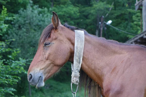 Karpatský Kůň Hory Karpat Zakarpatie — Stock fotografie