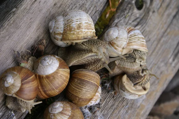 Colônia Caracóis — Fotografia de Stock