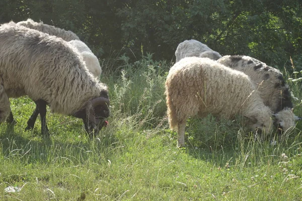 Pecore Pascolano Erba Transcarpatia — Foto Stock