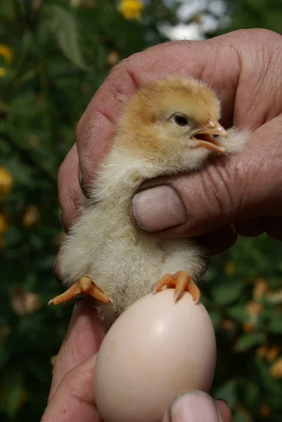 Pollo Pequeño Manos Humanas —  Fotos de Stock