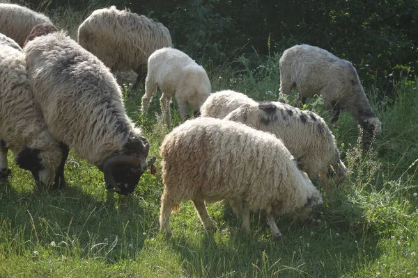 Koyunlar Otları Otlatır Transcarpathia — Stok fotoğraf