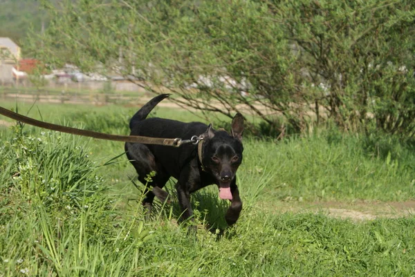 Cão Preto Vista Perto — Fotografia de Stock