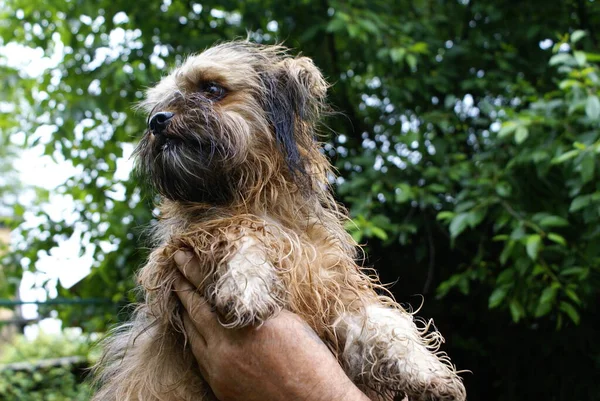 Nahaufnahme Von Niedlichen Freundlichen Hund — Stockfoto