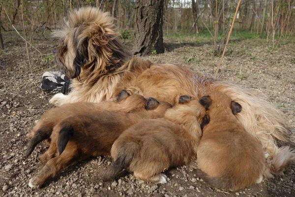 Маленькі Собаки Вид Крупним Планом — стокове фото