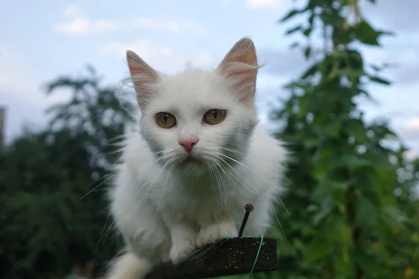 かわいい猫の屋外の近景 — ストック写真