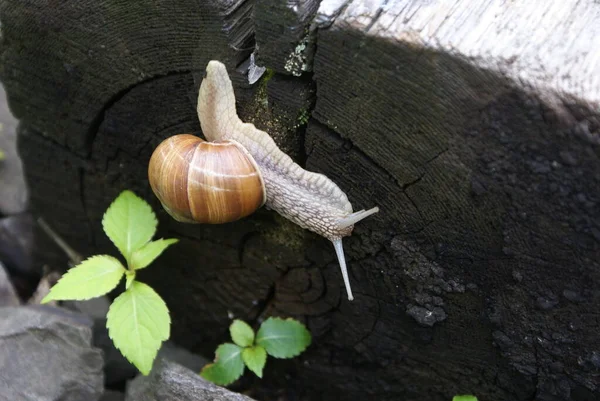 Colony Snails — Stock Photo, Image