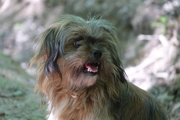 Porträtt Söt Hund — Stockfoto