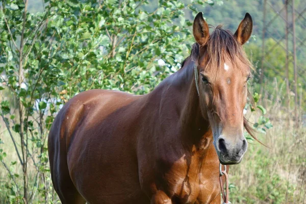 Los Caballos Cárpatos Montañas Los Cárpatos Transcarpatia —  Fotos de Stock