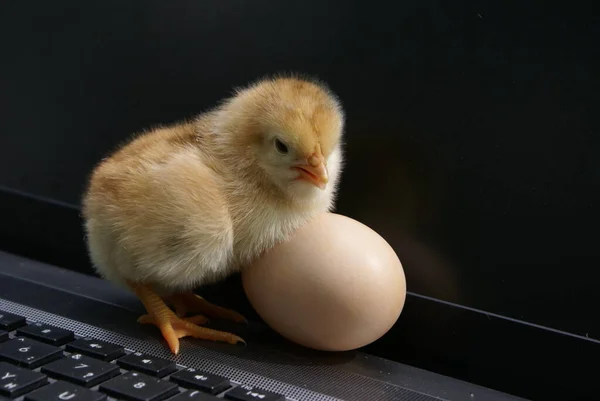 Pintainho Sentado Teclado — Fotografia de Stock