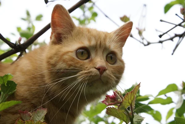 Närbild Söt Rödhårig Katt — Stockfoto