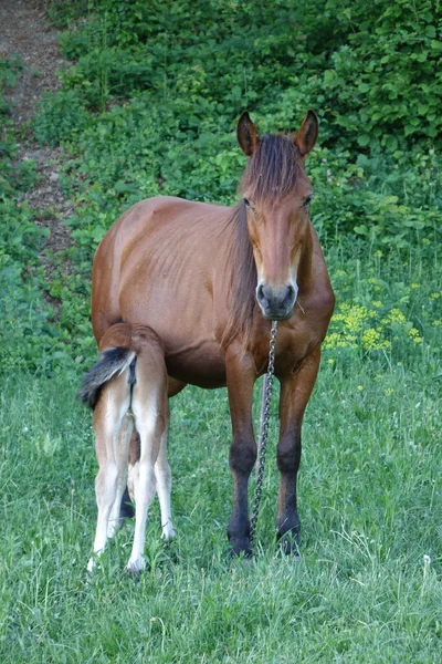 Karpatští Koně Hory Karpat Zakarpatie — Stock fotografie