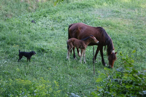 Los Caballos Cárpatos Montañas Los Cárpatos Transcarpatia — Foto de Stock