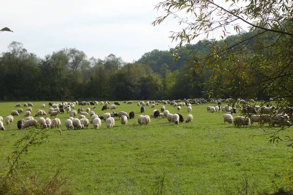 Flock Sheep Field — Stock Photo, Image