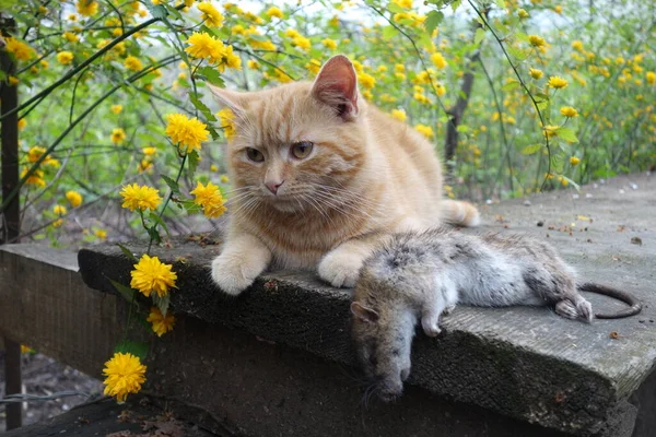 Kočka Chytila Krysu — Stock fotografie
