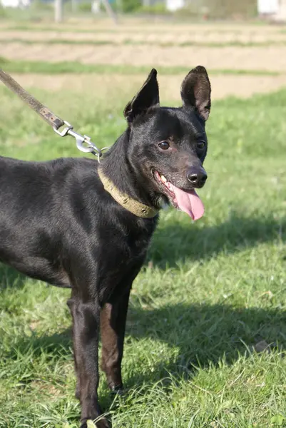 Perro Negro Vista Cerca — Foto de Stock