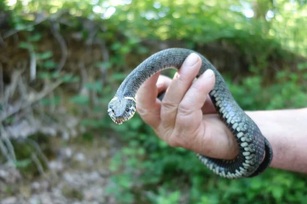 Had Natrix Natrix Muž Držící Ruce Hada Natrix Natrix Zakarpatie — Stock fotografie