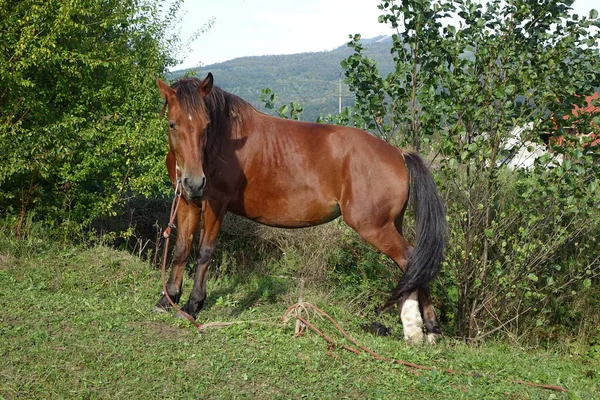 Cavalos Cárpatos Montanhas Dos Cárpatos Transcarpatias — Fotografia de Stock