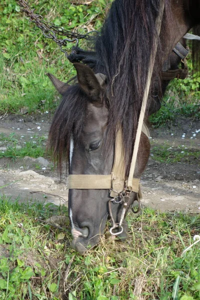 Гуцульская Лошадь Крупный План — стоковое фото