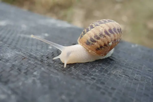 Petit Escargot Une Ferme Escargots Transcarpathie — Photo