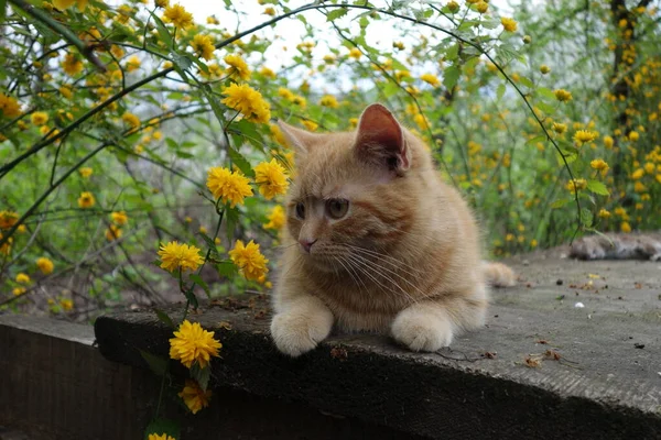 Nahaufnahme Der Niedlichen Rothaarigen Katze — Stockfoto