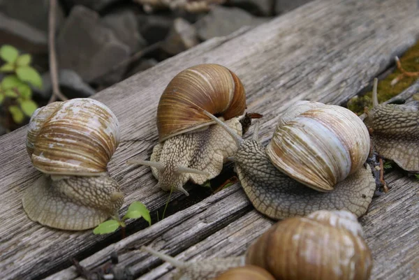 Die Kolonie Der Schnecken — Stockfoto