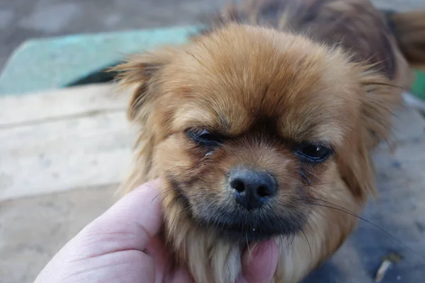 Cão Pekingese Close Vista — Fotografia de Stock