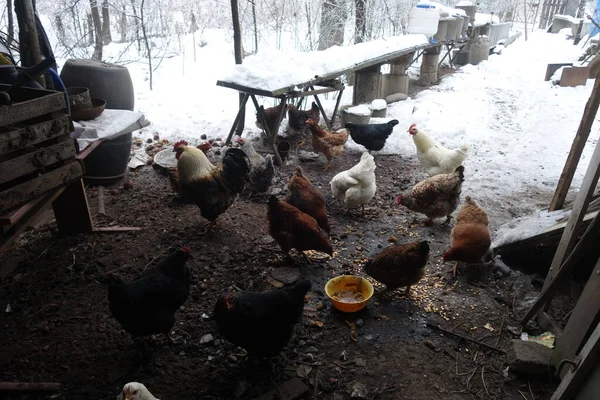 Chicken Farm Mountain Village Chicken Farm Stable Lots Hen Doing — Stock Photo, Image