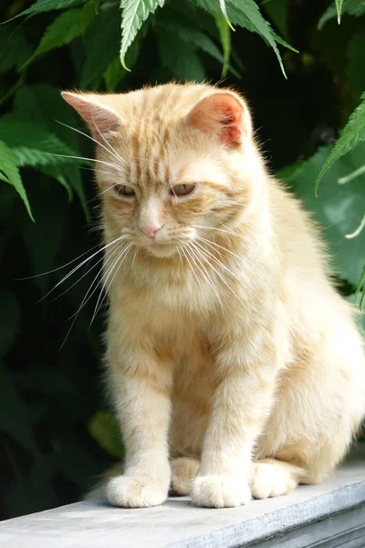 Nahaufnahme Der Niedlichen Rothaarigen Katze — Stockfoto