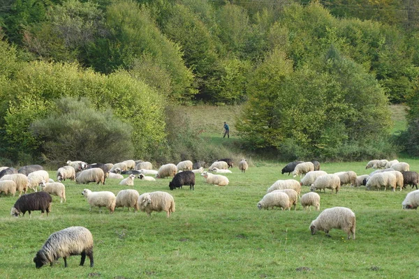 Troupeau Moutons Paissant Dans Prairie — Photo