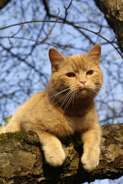 Close View Cute Red Headed Cat — Stock Photo, Image