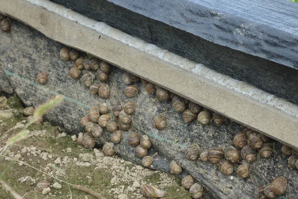 Group Snails Snail Farm Transcarpathia — Stock Photo, Image