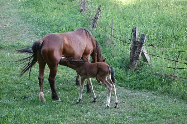 Cavalos Cárpatos Montanhas Dos Cárpatos Transcarpatias — Fotografia de Stock