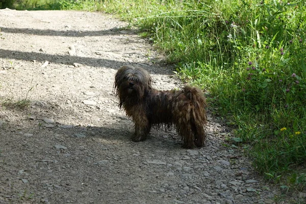 Porträt Eines Hundes — Stockfoto