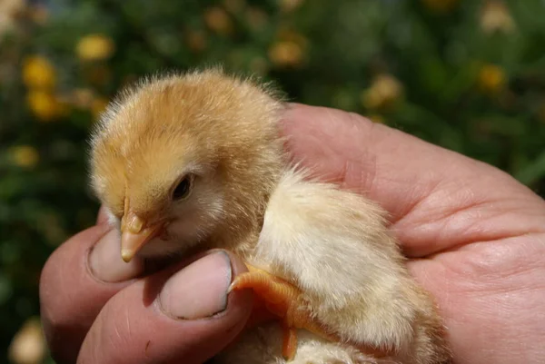 人間の手の中の小さな鶏 — ストック写真