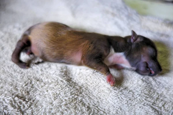 Pequeno Cão Cachorro Descansando Close — Fotografia de Stock