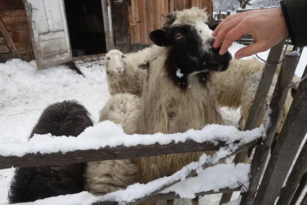 Sheep in the winter near the barn. Transcarpathia