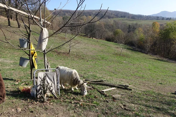 Velký Dřevěný Plot Lese — Stock fotografie