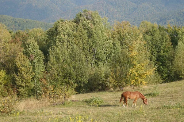 Гуцульская Лошадь Известная Гуцулик Гуцул Скальные Домашние Лошади Которые Разводились — стоковое фото