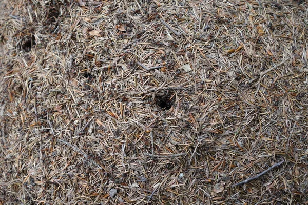 Ameisenkolonie Freien Nahaufnahme — Stockfoto