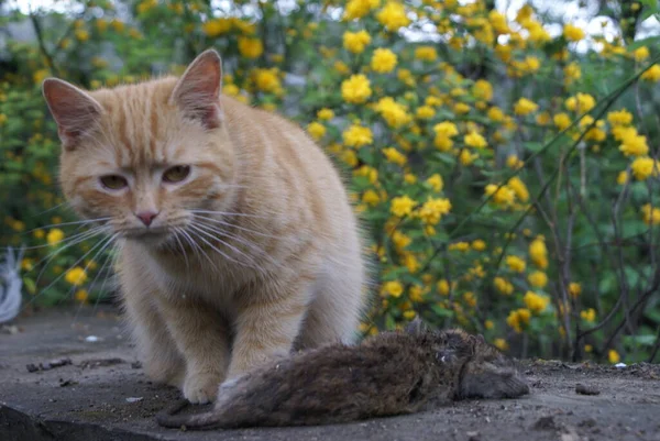 Die Katze Fing Die Ratte — Stockfoto